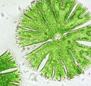 Microasterias sp